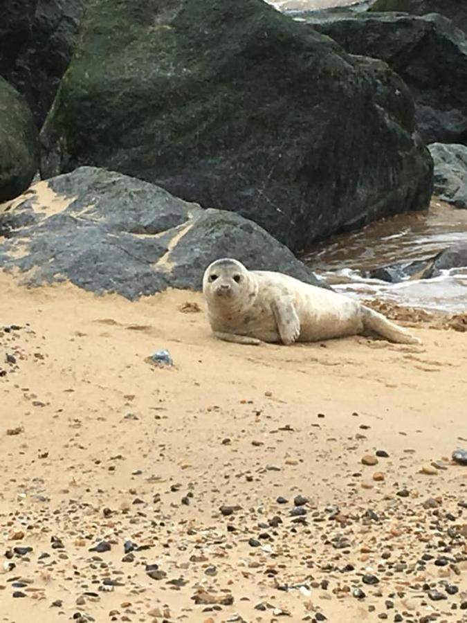 Coastal Terrace Dogs Welcome Optional Hot Tub Villa Sea Palling Buitenkant foto